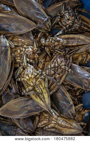 A Giant Water Bug , animal thailand