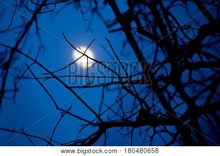 Incomplete Moon In The Night Sky Through The Branches Of Trees