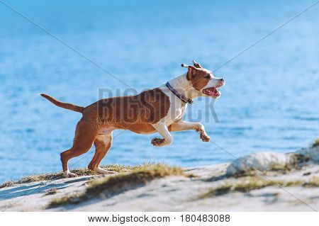 A beautiful white-brown male dog breed American Staffordshire terrier runs and jumps against the background of the water. A young puppy gallops along the beach in bright sunlight