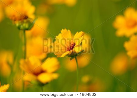 Flores