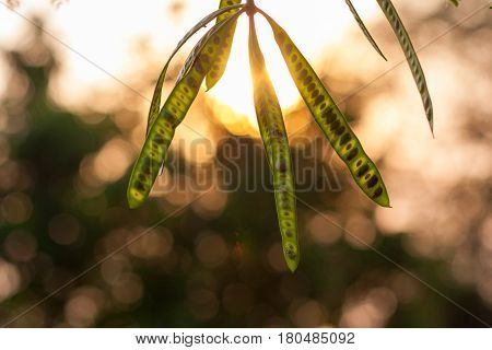 Colorful fresh floral blurred green acacia seedpod bokeh background