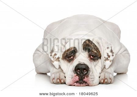 Bulldog americano
