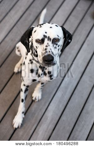 Head Of A Dalmatian Dog