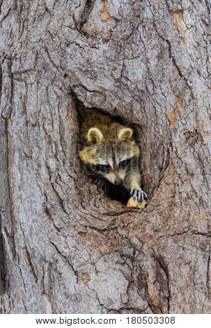Bandit-masked raccoons looking out from its den in a cavity in an old tree.