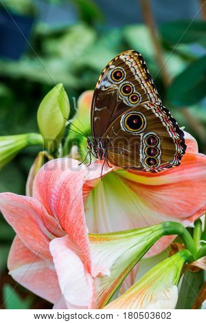 Blue Morpho Butterfly resting. Here you can see the outer wing pattern of round rings or eyes that sometimes confuses it with the owl butterfly.