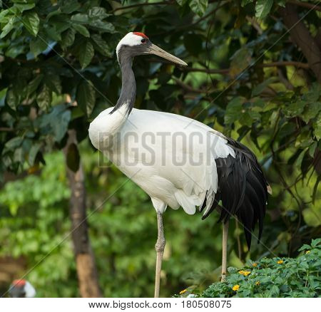 Red-Crowned crane