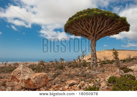 Dragoeiros Dixam planalto, Socotorá, Iémen