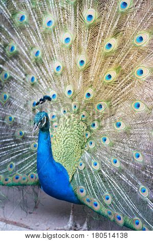 Beautiful Indian peafowl - Pavo cristatus - male (peacock) walking on the roof. Vibrant colors. Beauty in nature. Coloured bird. Head with crown.