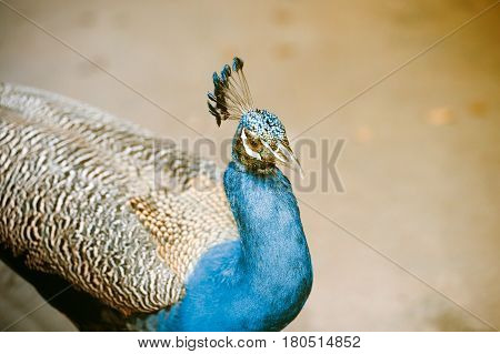 Beautiful Indian peafowl - Pavo cristatus - male (peacock) walking on the roof. Vibrant colors. Beauty in nature. Coloured bird. Head with crown.