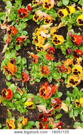 Viola tricolor maceška, záhonu