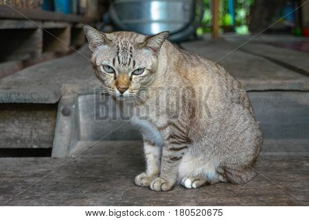 The cat inside staircase at the home.