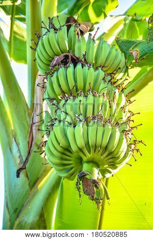 The banana with tree at the home.