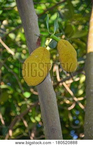 The jackfruit tree is green color at home.