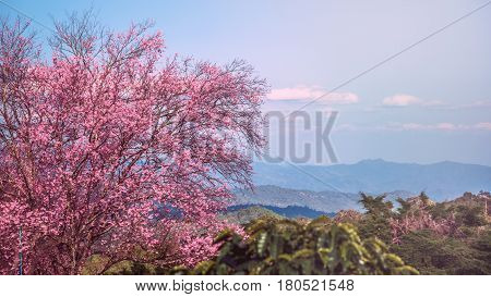 background nature natural mountain views. The flowers cerasoides. khunwang chiangmai thailand.
