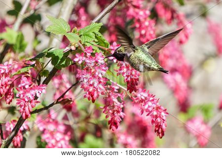 Green Hummingbird Bird Near The Flowers On Blury Background