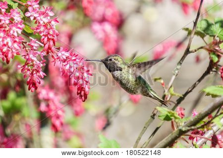 Green Hummingbird Bird Near The Flowers On Blury Background