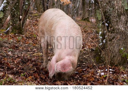 Pig in a mountain forest pigs in snow forest near farm