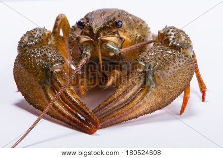 Crayfish on a white background. Crayfish isolated on white