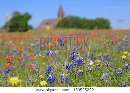 Blue Bonnet is at full bloom in Brenham, TX