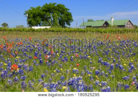Blue Bonnet is at full bloom in Brenham, TX