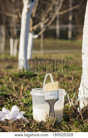 Spring Protection Of Fruit Trees In The Garden
