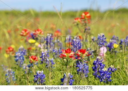 Blue Bonnet is at full bloom in Brenham, TX