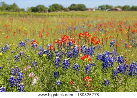 Blue Bonnet is at full bloom in Brenham, TX
