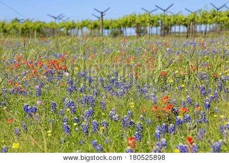 Blue Bonnet is at full bloom in Brenham, TX