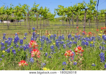 Blue Bonnet is at full bloom in Brenham, TX