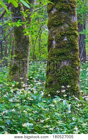 Trees in forest surrounded by a meadow of white fawn lily flowers in a vertical position