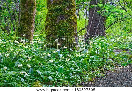 Trees in forest surrounded by a meadow of Fawn Lily flowers