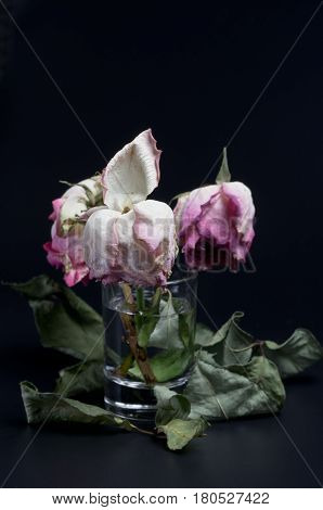 Three wilted roses in a glass of water on a black background surrounded by dried leaves