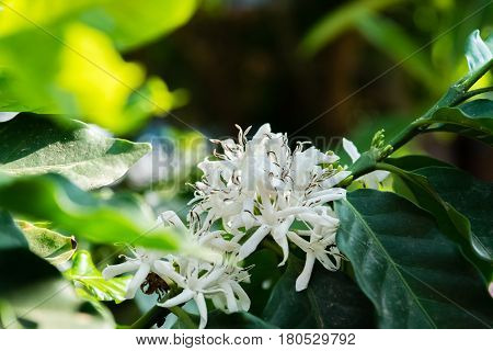 Blossom of coffee bush(Coffea arabica) in Thailand