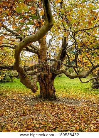 Yellow autumn trees in a park with a tree view with large branches