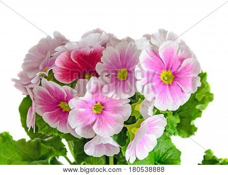 Primula Obconica Touch Me, Pink With White Flowers, Green Leaves, Close Up, White Background