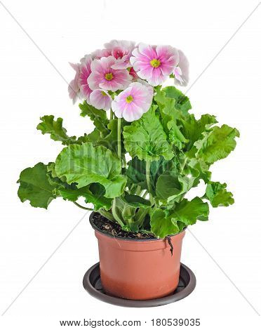 Primula Obconica Touch Me, Pink With White Flowers In A Flowerpot, Green Leaves, Close Up, White Bac