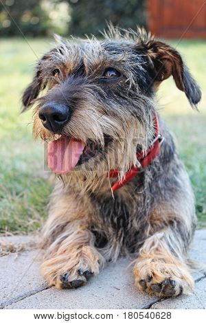 Close-up photo of little dog breed Wirehaired Dachshund selective focus