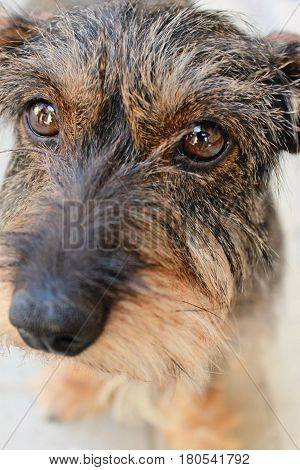 Close-up photo of little dog breed Wirehaired Dachshund selective focus