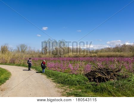 Photographers taking pictures of blossoming peach tree in Aitona, a beautiful town in Catalonia, Spain. Flowers sprout during the spring and the landscape is transformed. The fields flowered transmit sensations positive and of hope.