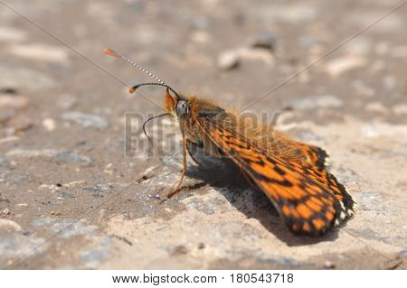 The heath fritillary (Melitaea athalia) On the ground