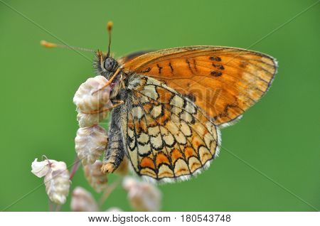 The heath fritillary (Melitaea athalia) on wild grass with beautiful green background.