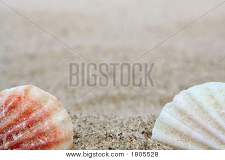 Shell