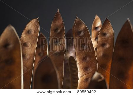 Brown acacia seedpods standing against a dark background