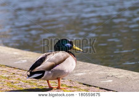 Portrait of a beautiful Mallard duck on a sunny day. Male Duck in Spring. Close-up of a relaxing Mallard Duck. Ducks at the Lake. Animals in the Wild.