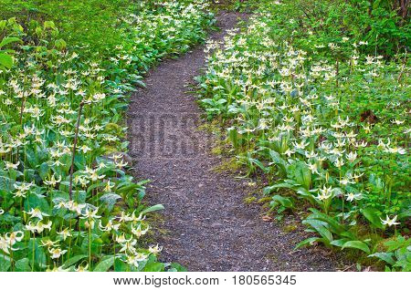Pathway of white fawn lily flowers in meadow. Species name is erythronium oregonum