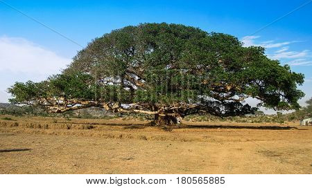 The Heroic Ficus Daaro Sycamore at Segheneyti symbol of Eritrea