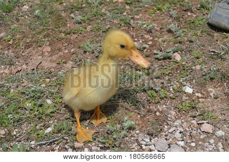 A tiny duckling is alone and proud