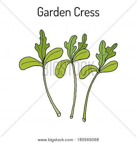 Garden cress lepidium sativum , or pepper grass, vegetable culinary herb. Hand drawn botanical vector illustration