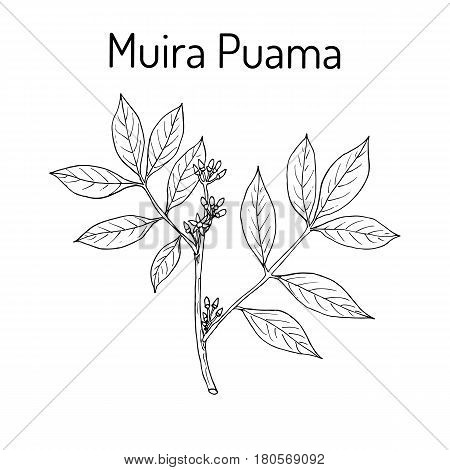 Muira Puama Ptychopetalum olacoides , or Potency wood, medicinal plant. Hand drawn botanical vector illustration