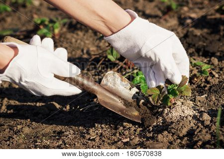 Concept Of Planting: Spade In The Hand, Transplanting Of Strawberry